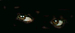 Eyesn.gif (3025 bytes)