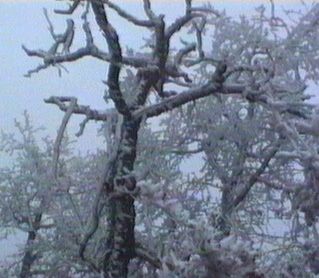 jepet-arbremort2.
