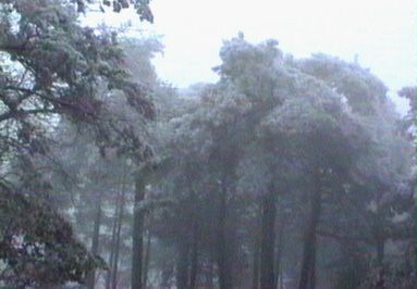 jepet-boscpinas